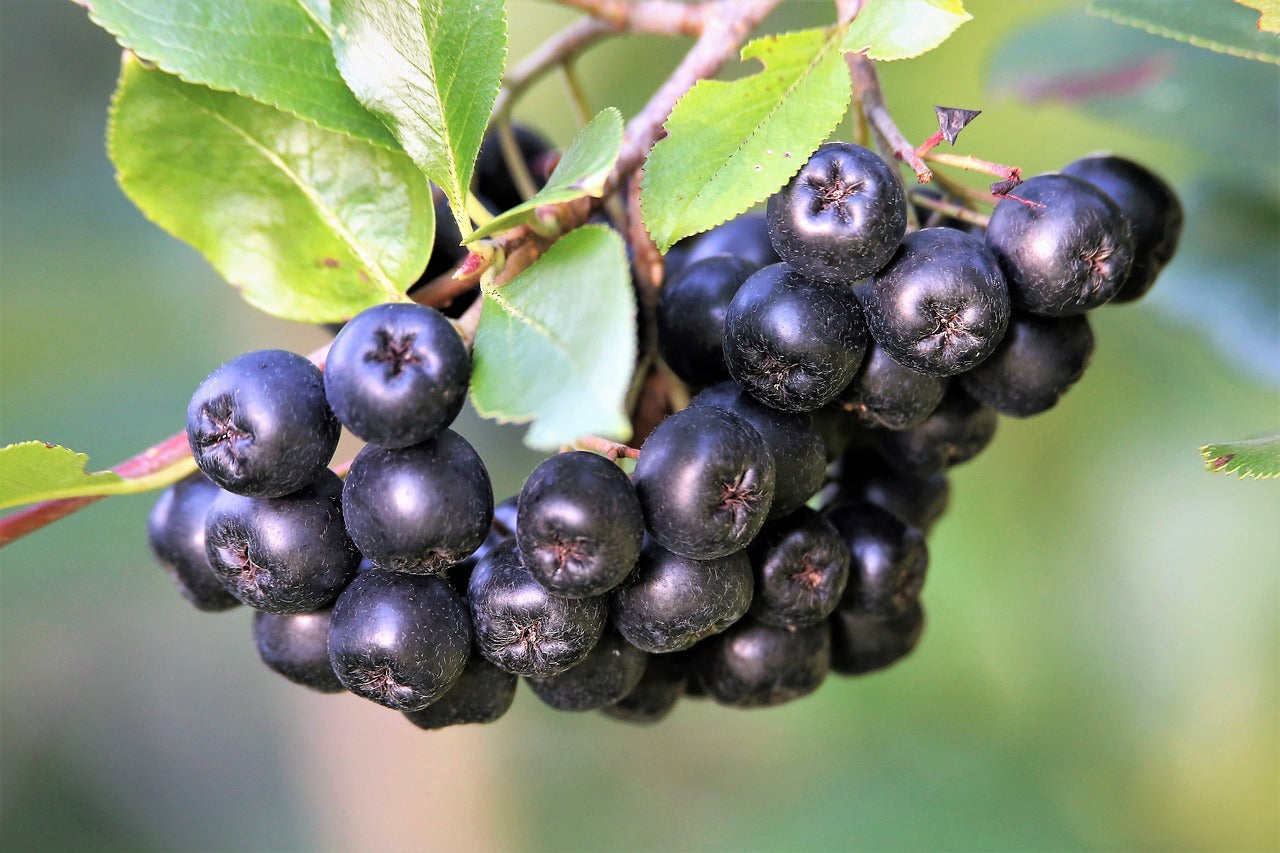 Aroniabeeren – kleine Früchte mit grosser Wirkung