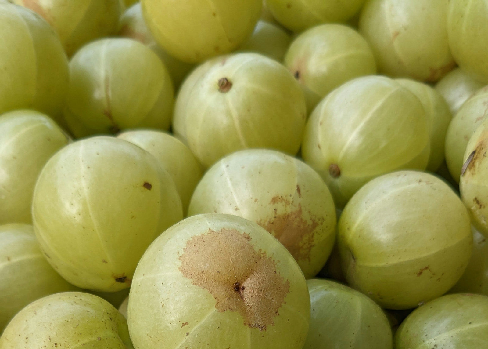 Amla: Das ayurvedische Geheimnis für gesundes, kräftiges und glänzendes Haar