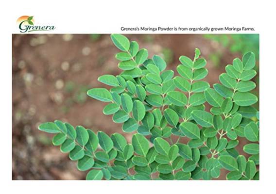 Poudre de feuilles de Moringa Oleifera, bio, végétalien