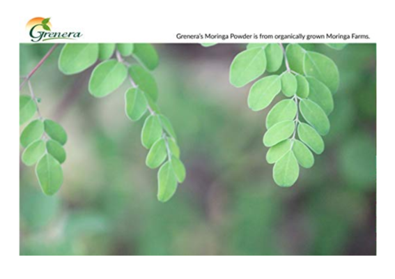 Poudre de feuilles de Moringa Oleifera, bio, végétalien